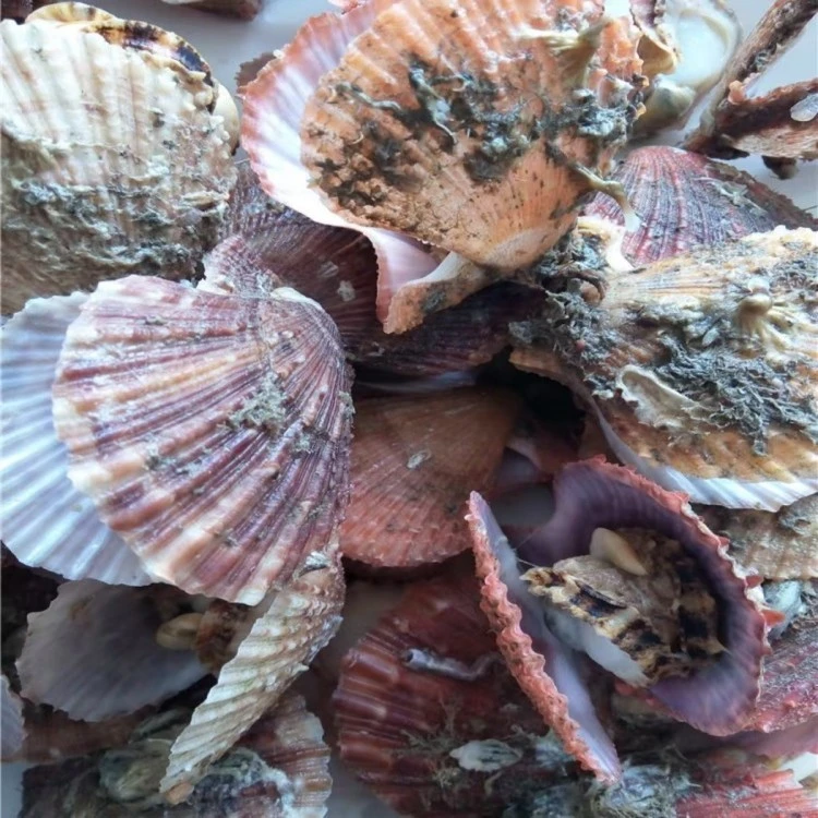 frozen-scallop-for-food-processing